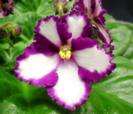 african violet chimera