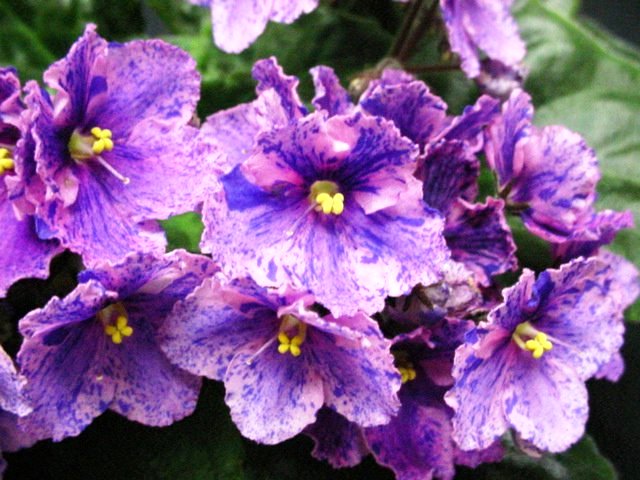 african violet chimera