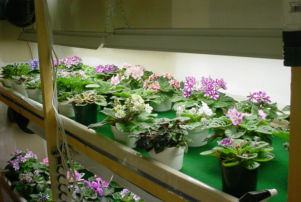 Mother Chimera Plants